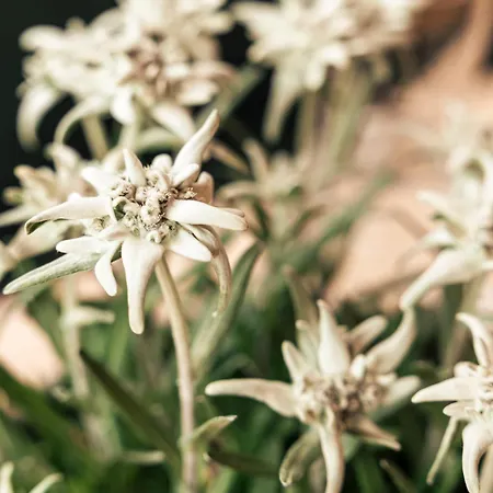 Bieles Neu - Bergoase Mit Privater Outdoor-sauna & Massagepraxis Appartement